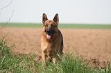 BERGER ALLEMAND 1314